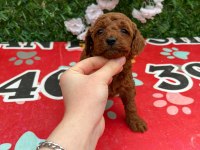 Korekan poodle yavrularımız