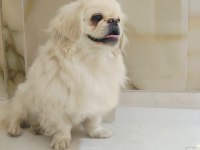 Köpeğimiz acil sahiplendirilir
