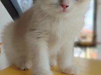 British shorthair golden