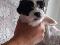 SÜTTEN KESİLMEYE HAZIR MALTİPOO YAVRULAR