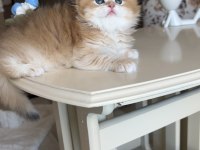 Golden ny12 dişi British Longhair Show kalite