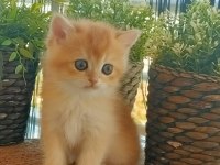 British Shorthair Kedisi