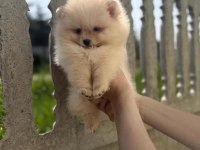 Minik Teddy Pomeranian Bebeğim