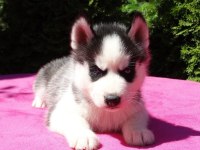 Husky Sibirya Yavruları