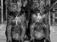 Çiftliğin efsane cane corso yavruları kapıda ödemeli