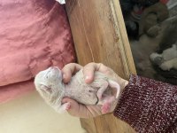 1 haftalık british shorthair