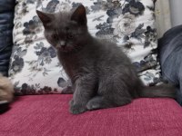 Britsh Shorthair Erkek Bebeğim