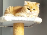 Erkek yetişkin british shorthair