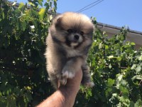 Pomeranian boo köpeğimiz