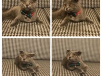 Safkan ırk uyumlu scottish fold dişi 2 yaşında