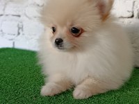 Pomeranian yavrularımız