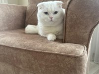 Scottish fold oğlumuzu sahiplendireceğiz