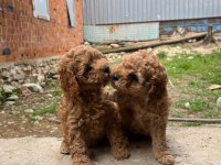 Toy Poodle Yavrular Irk Sağlık Garantili