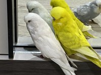 Show Jumbo Ve Japones Muhabbet Kuşu Cinsleri Mevcut