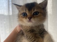 British golden shorthair/longhair erkek dişi