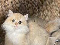 Anne Baba Şecereli NY12 British Longhair Dişi