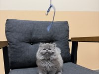 BRİTİSH LONGHAİR YAVRU KEDİMİZ
