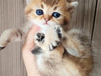 NY 25 tatlı bir minnoş oğlan british shorthair