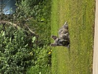 8 Aylık Özel Renkte French Bulldog Erkek