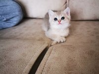 British shorthair yavrular