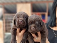 Çikolata Labrador