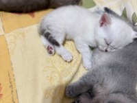 Mükemmel kalitede safkan british shorthair beyaz yavrular