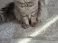 Bir yaşında çok uysal erkek british longhair