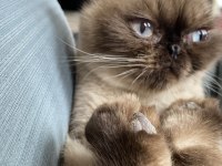 British shorthair erkek kedimiz