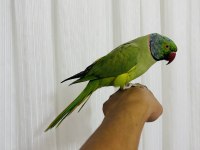 Full evcil konuşan geveze erkek pakistan nadir bulunan