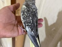 50 Günlük Harika Sultan Papağanı Bebek