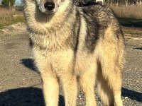 Czechoslovakian Wolfdog (Çekoslavak Kurdu)