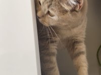 British shorthair ücretsiz sahiplendirme