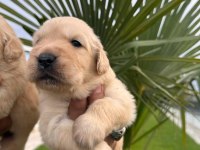 Golden retriever yavrular