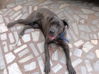Safkan Aa++ Cane Corso İstanbul