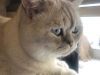 Lynx point british shorthair ücretli sahiplendirilecek