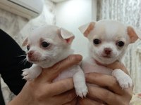 Şivava (chihuahua) yavruları