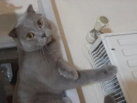 Sahiplendirme russian blue