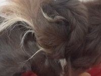 Muhteşem Anatomi Chihuahua