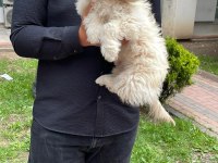 A++ kalite maltipoo yavru