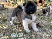 AMERİKAN AKİTA KÖPEĞİ