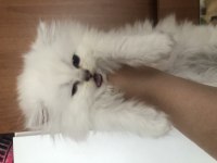 2 Aylık Yavru British Longhair Cins Kediler