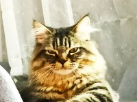 2 YAŞINDA BABALIK TECRÜBELİ FULL AŞILI BAKIMLI ASALET KEDİM