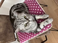 Whiskas American Shorthair Kedi