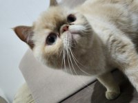 Exotic Shorthair Kedimi Sahiplendiriyorum