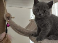 British shorthair sağlıklı yavrularımıza yeni yuva