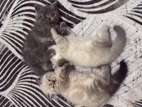 British Longhair Kedimiz Oyun Oynamayı Çok Sever