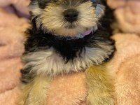 Sevgi dolu ve uyumlu yavru köpekler