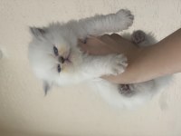 British longhair kedimiz