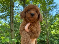 Poodle bebek köpekler