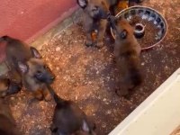 Belçika malinois yavrularımız
